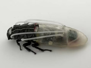 Ces cafards pourraient bientôt devenir les secouristes les plus improbables de la planète