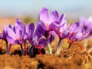À Adar, un programme de formation pour renforcer la filière du safran et soutenir les agriculteurs À Adar, un programme de formation pour renforcer la filière du safran et soutenir les agriculteurs