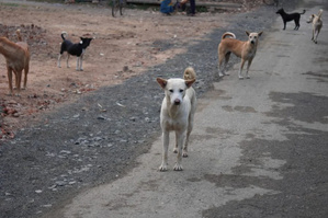 Animaux errants : la nouvelle loi qui change les règles au Maroc Animaux errants : la nouvelle loi qui change les règles au Maroc