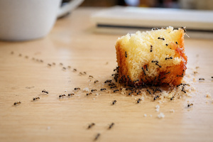 Les fourmis, ces petites détectives qui savent toujours où est le gâteau