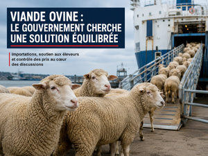 Viande ovine : le gouvernement cherche une nouvelle équation entre importations et soutien aux éleveurs