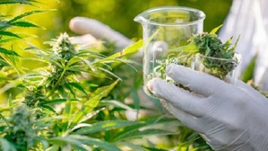 Cannabis légal : BluePearl Seeds lance la production de semences certifiées développées au Maroc Cannabis légal : BluePearl Seeds lance la production de semences certifiées développées au Maroc