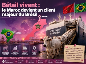 Bétail vivant : le Maroc devient un client majeur du Brésil