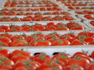 Tomates : le Maroc devance encore l’Espagne sur le marché européen