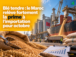 Blé tendre : le Maroc relève fortement la prime à l’importation pour octobre Blé tendre : le Maroc relève fortement la prime à l’importation pour octobre