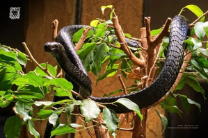 Zoo de Rabat : 72 nouveaux reptiles et amphibiens rejoignent le Vivarium