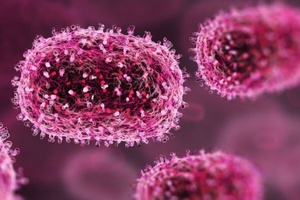 France : le premier patient humain infecté par le virus Shamonda est décédé France : le premier patient humain infecté par le virus Shamonda est décédé
