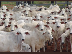 Viande rouge : le Maroc, troisième client de l'Uruguay pour les bovins vivants