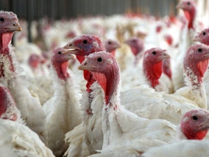 Maroc : les prix du poulet repartent à la hausse, une baisse attendue dès décembre