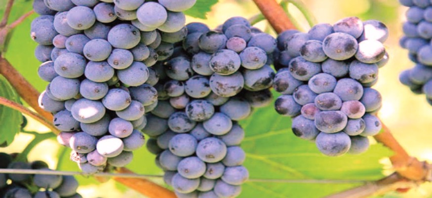 El Jadida : des vertus au raisin des Doukkala ! 