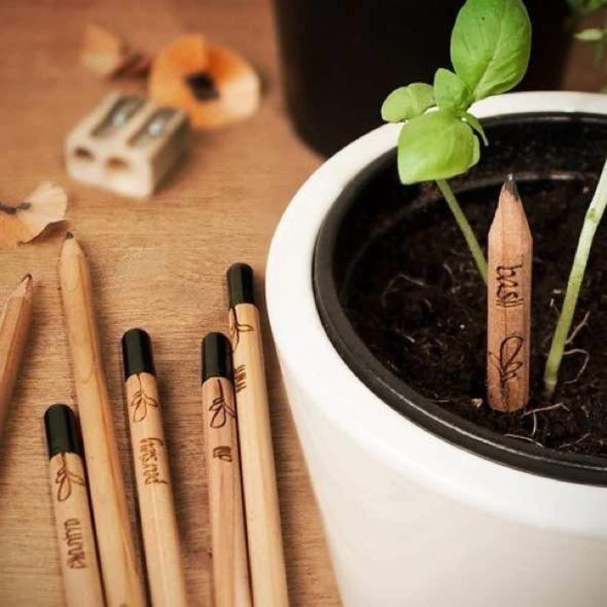 'Sprout' : le crayon qui germe quand on le plante