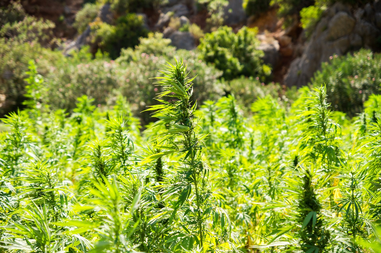 Cannabis : Les cultivateurs d’Al Hoceima et Chaouen créent une association