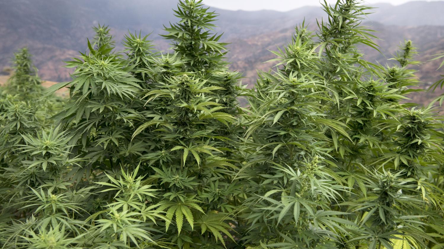Le cannabis, une plante qui donne du vertige aux Pjdistes