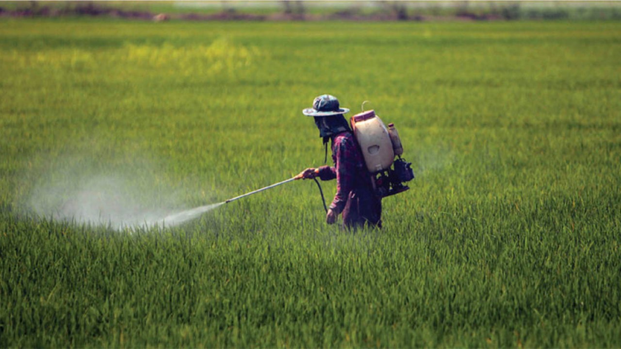 Des légumes marocains retirés des marchés à l’étranger, faute aux résidus de pesticides