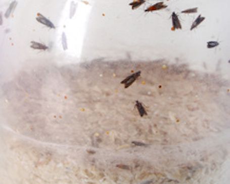 Comment se débarrasser des insectes et mites alimentaires ?