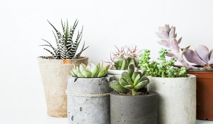5 plantes à mettre dans votre maison pour purifier l'air intérieur