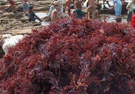 Collecte des algues rouges à Safi , une filière à forte valeur ajoutée