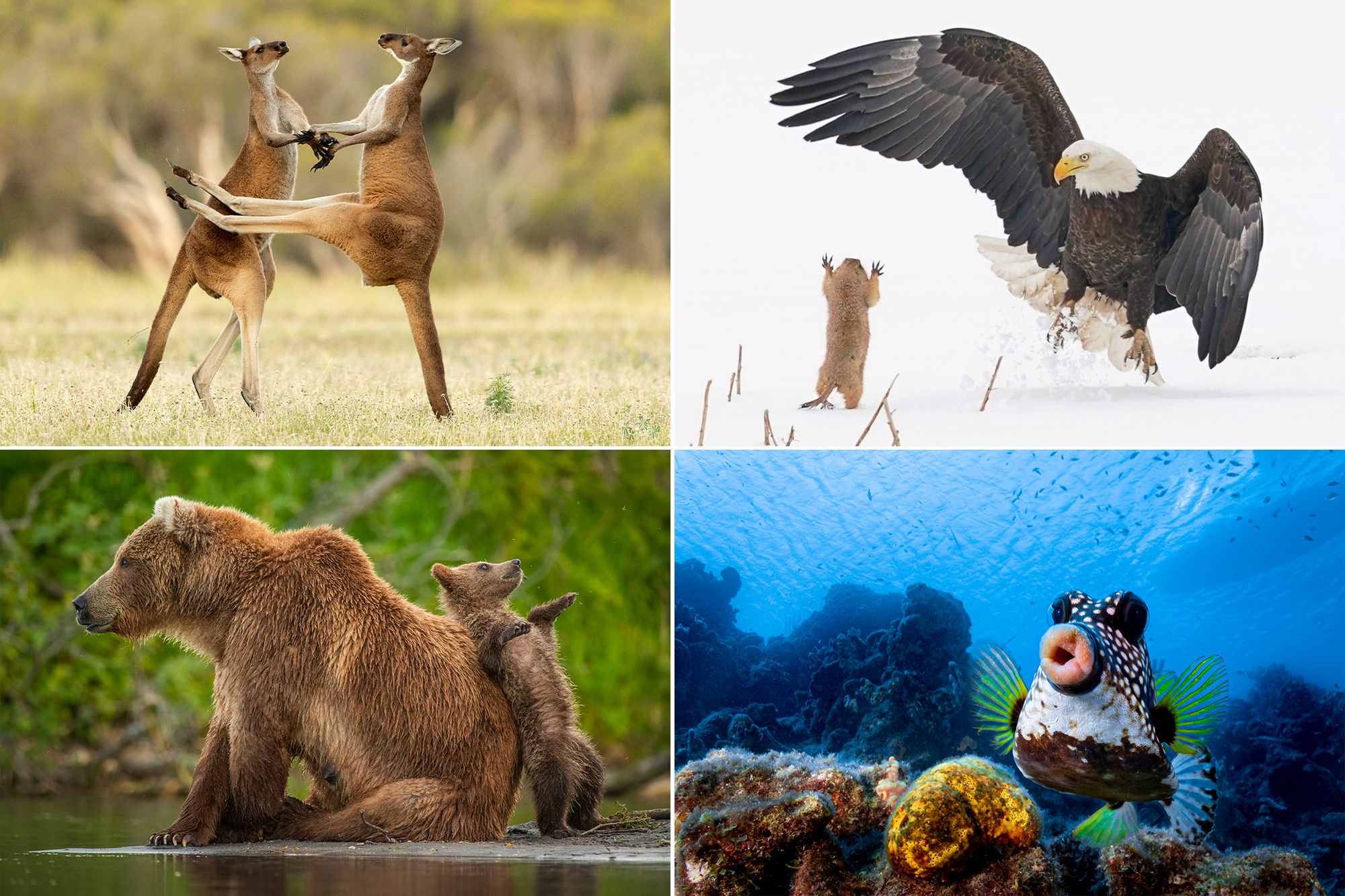 Comedy Wildlife 2021 : Voici les photos d'animaux les plus drôles de l'année