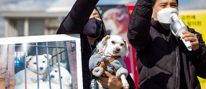 La Corée du Sud envisage d'interdire la viande de chien