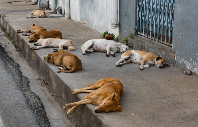 Maroc : L'abattage des chiens errants, est-il vraiment la solution ?