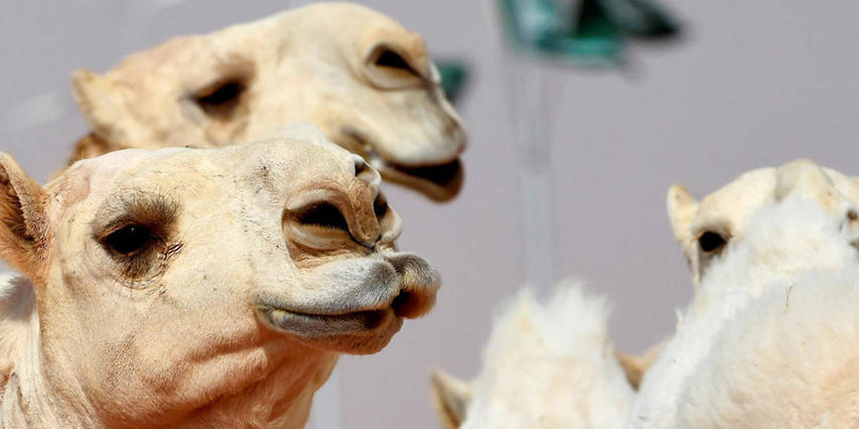 Arabie Saoudite : 40 chameaux botoxés exclus d’un concours de beauté