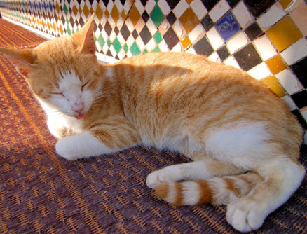 Admirez ces chats au Maroc  !