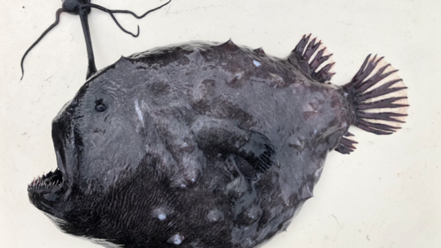 Un poisson rare retrouvé sur une plage californienne