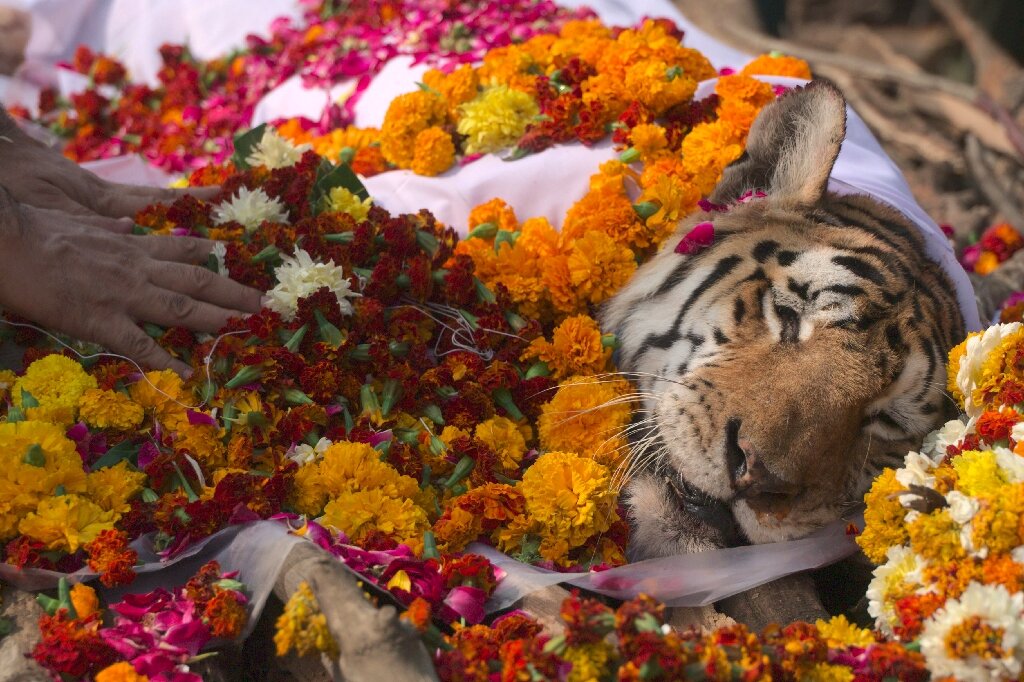 Un enterrement majestueux pour une tigresse en Inde