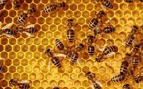 Alerte , nos abeilles disparaissent