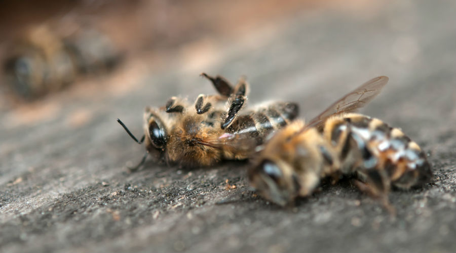 ONSSA : L’hypothèse d’une quelconque maladie des abeilles écartée