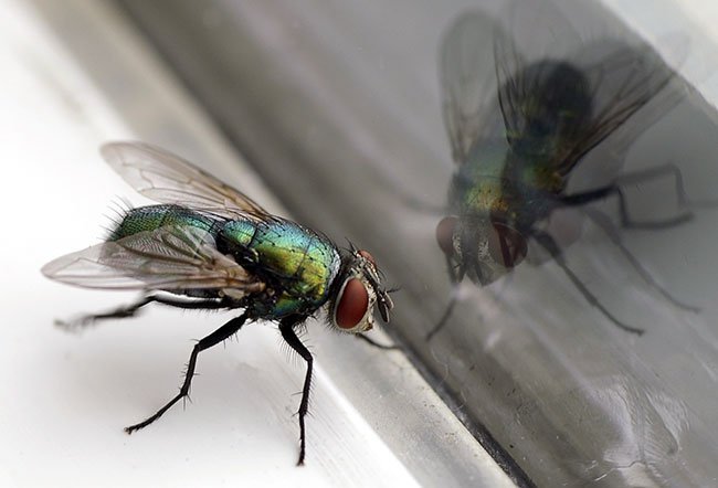 7 astuces naturelles pour se débarrasser des mouches dans la maison
