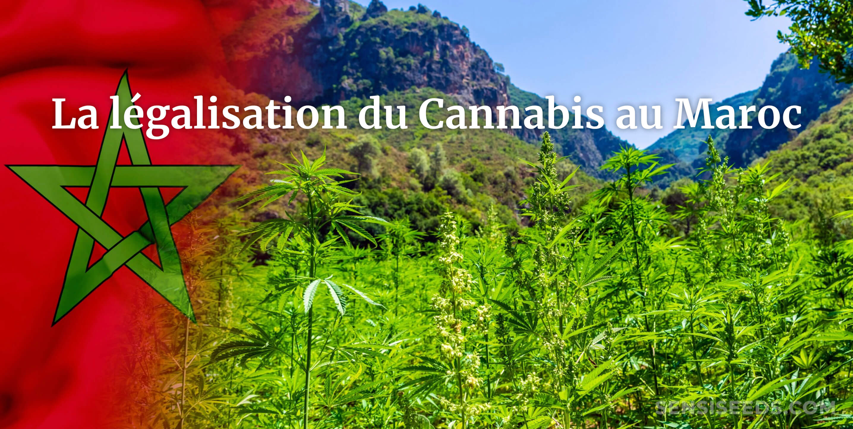 Teaser : la légalisation du Cannabis, spéciale "LDM" avec Lezli Engelking