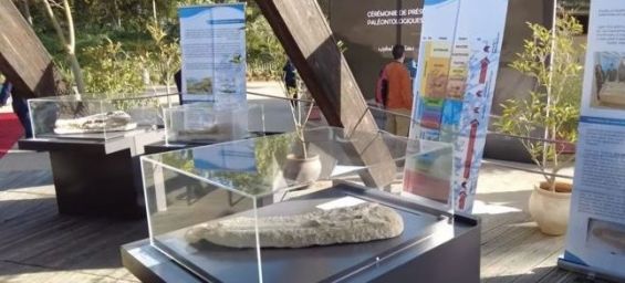 Rabat : Cérémonie pour présenter un fossile de crâne de crocodile rapatrié au Maroc