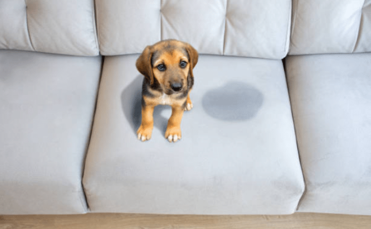 Comment supprimer l’odeur d’urine de chat ou de chien dans la maison ?