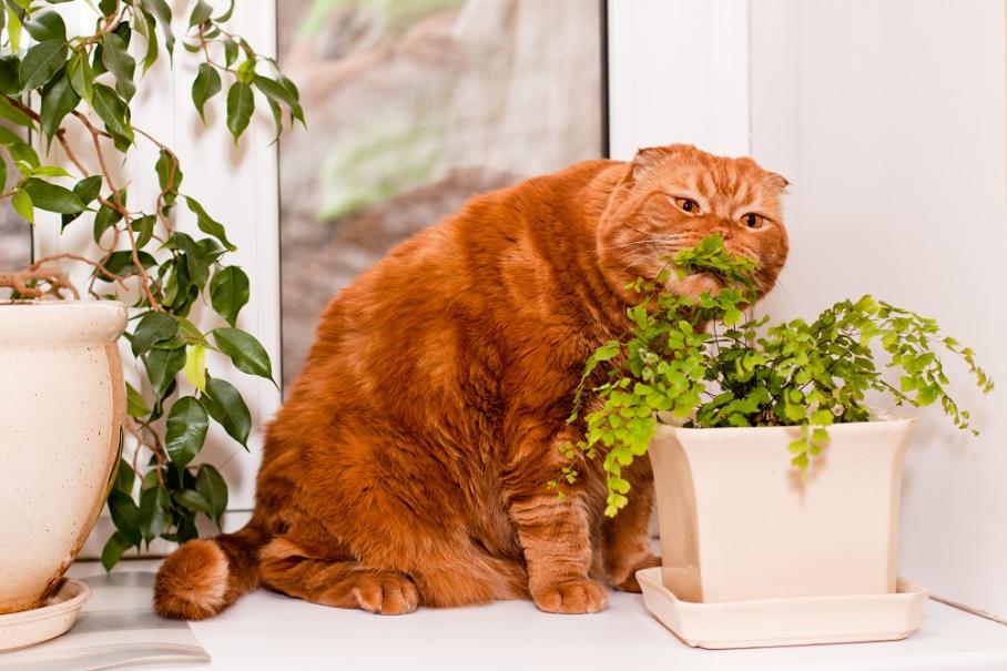 Ces 5 plantes d'intérieur sont toxiques pour vos chats