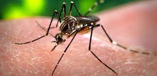 Des milliards de moustiques génétiquement modifiés relâchés aux Etats-unis