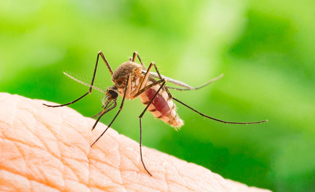 7 astuces efficaces pour se débarrasser des moustiques à la maison