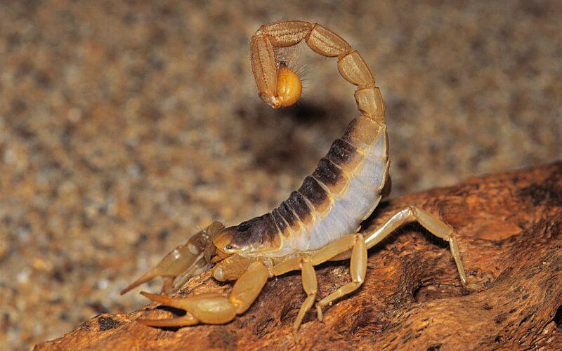 Azilal : un enfant est mort d'une piqûre de scorpion