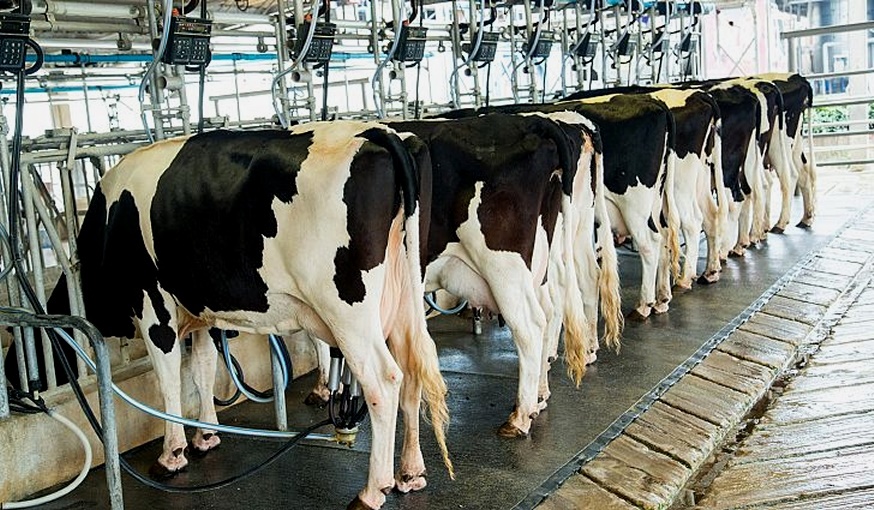Baisse de la production de lait : pénurie en vue ?