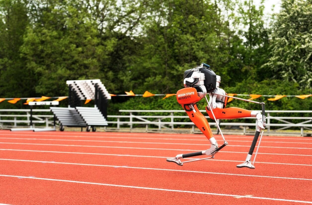 Cassie, le robot bipède :  compétition pour Usain Bolt ? 