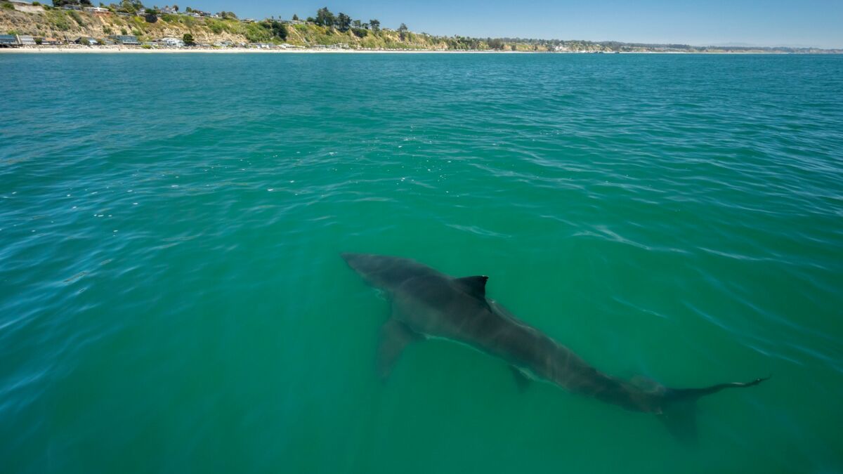 Australie : Un requin-tigre filmé à quelques mètres des baigneurs près d’une plage