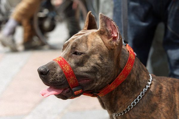 Savez-vous quelles sont les races de chiens susceptibles d'attaquer l'humain ? 