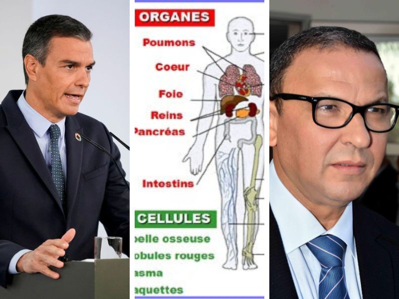 Greffe d’organes au Maroc : Le Rendez vous manqué avec les espagnols