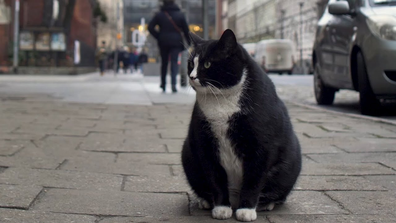 En Pologne, ce chat obèse est une véritable star locale