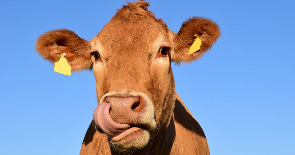 Salon de l’agriculture : ils ont un coup de cœur et sauvent une vache de l’abattoir