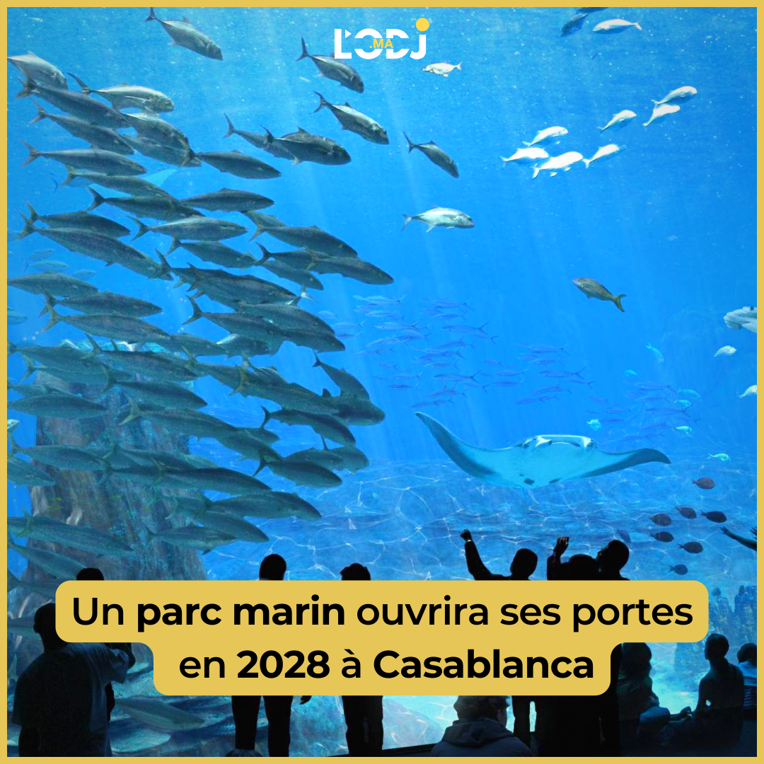 Un parc marin ouvrira ses portes en 2028 à Casablanca
