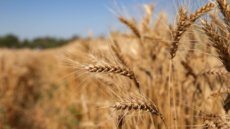 Céréales : De nouvelles variétés plus tolérantes à la sécheresse développés au Maroc
