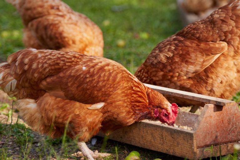 Selon  l'ANAVI seul 8 pour cent du poulet produit au Maroc est contrôlé