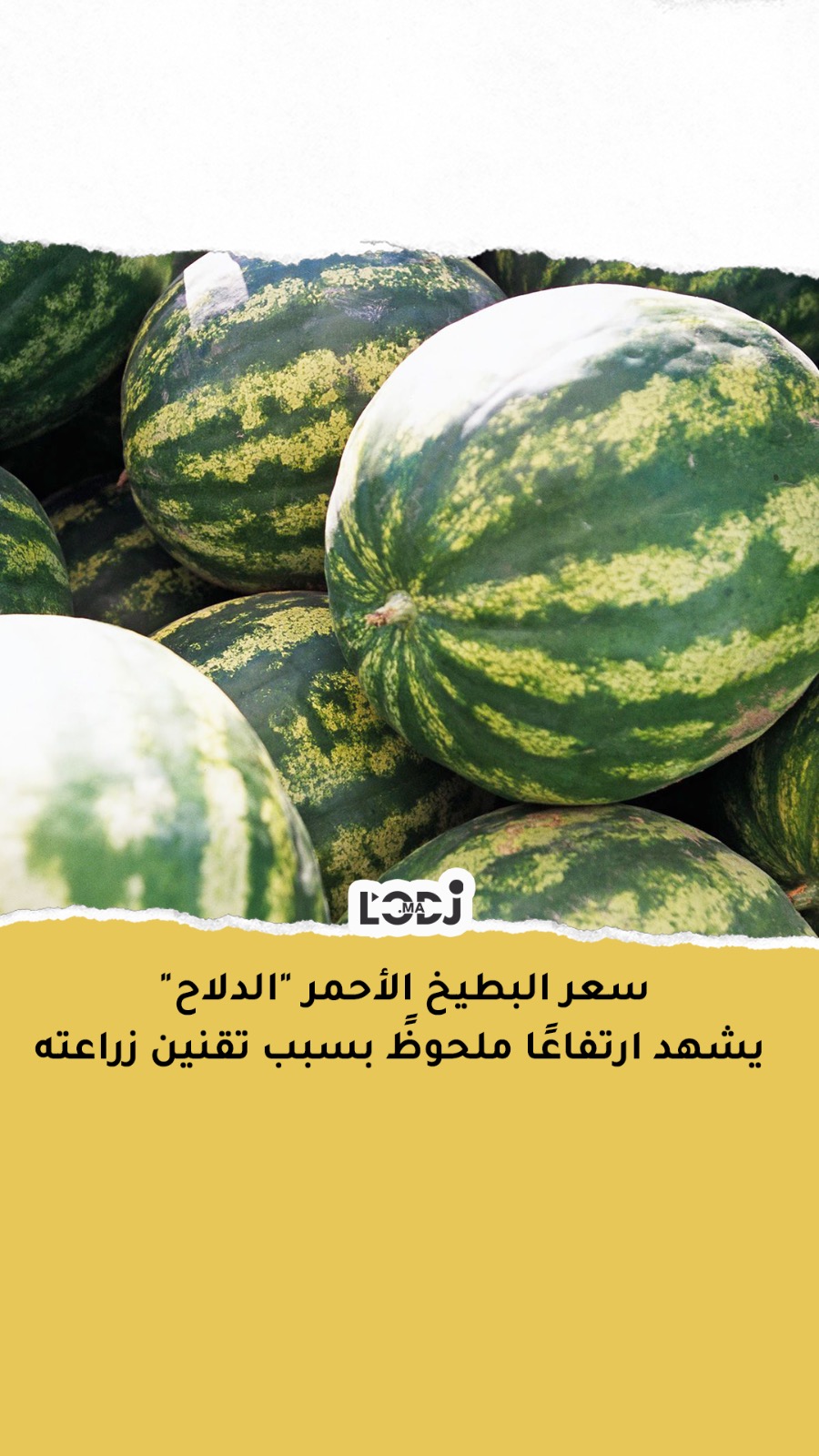 سعر البطيخ الأحمر "الدلاح" يشهد ارتفاعًا ملحوظً بسبب تقنين زراعته