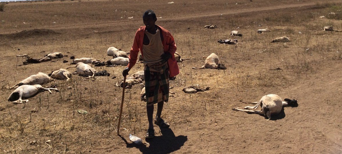 Une sécheresse prolongée dans certaines parties de la Somalie menace la vie de millions de personnes dans la Corne de l'Afrique